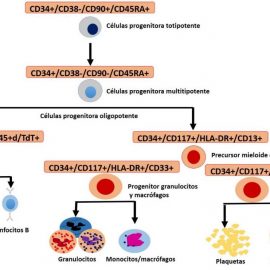 Recuento de células CD34+ por citometría de flujo